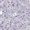 Growth Differentiation Factor 5 Opposite Strand antibody, HPA062720, Atlas Antibodies, Immunohistochemistry frozen image 