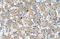 Tetraspanin 32 antibody, orb325285, Biorbyt, Immunohistochemistry paraffin image 