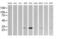 Kallikrein Related Peptidase 8 antibody, MA5-26257, Invitrogen Antibodies, Western Blot image 