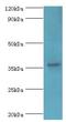 PDZ And LIM Domain 1 antibody, LS-C376294, Lifespan Biosciences, Western Blot image 