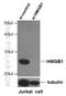 High Mobility Group Box 1 antibody, 10829-1-AP, Proteintech Group, Western Blot image 