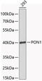 Paraoxonase 1 antibody, 14-847, ProSci, Western Blot image 