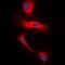 Glucagon antibody, orb213971, Biorbyt, Immunofluorescence image 