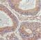 ADP Ribosylation Factor Like GTPase 4C antibody, FNab00578, FineTest, Immunohistochemistry frozen image 