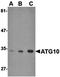 Autophagy Related 10 antibody, orb74913, Biorbyt, Western Blot image 