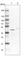 Galactose-1-Phosphate Uridylyltransferase antibody, HPA004868, Atlas Antibodies, Western Blot image 