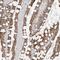 Tectonic Family Member 3 antibody, HPA026987, Atlas Antibodies, Immunohistochemistry paraffin image 