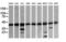 Mitogen-Activated Protein Kinase Kinase 1 antibody, LS-C787833, Lifespan Biosciences, Western Blot image 
