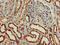 Cholesterol 25-Hydroxylase antibody, LS-C677521, Lifespan Biosciences, Immunohistochemistry paraffin image 