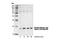 Myosin Light Chain 9 antibody, 3674T, Cell Signaling Technology, Western Blot image 