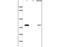 DnaJ Heat Shock Protein Family (Hsp40) Member B4 antibody, GTX51675, GeneTex, Western Blot image 