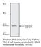 Golgi SNAP Receptor Complex Member 1 antibody, LS-C63297, Lifespan Biosciences, Western Blot image 