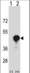 T-cell surface glycoprotein CD1c antibody, LS-C168518, Lifespan Biosciences, Western Blot image 
