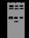 Zinc Finger Protein 143 antibody, 206756-T38, Sino Biological, Western Blot image 