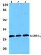 RAB33A, Member RAS Oncogene Family antibody, PA5-37028, Invitrogen Antibodies, Western Blot image 