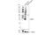 Aquaporin 4 antibody, 60789S, Cell Signaling Technology, Western Blot image 