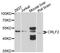 Cytokine Receptor Like Factor 2 antibody, A10152, ABclonal Technology, Western Blot image 