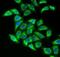 Dihydrolipoamide S-Acetyltransferase antibody, FNab02404, FineTest, Immunofluorescence image 