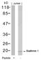 PP17 antibody, 79-375, ProSci, Western Blot image 