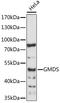 GDP-Mannose 4,6-Dehydratase antibody, LS-C750033, Lifespan Biosciences, Western Blot image 