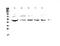 Estrogen Related Receptor Gamma antibody, A01470-1, Boster Biological Technology, Western Blot image 