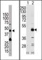 Tribbles Pseudokinase 3 antibody, AP15157PU-N, Origene, Western Blot image 