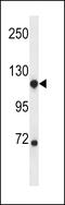 Bifunctional heparan sulfate N-deacetylase/N-sulfotransferase 1 antibody, 56-931, ProSci, Western Blot image 