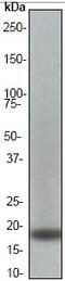 Centromere Protein A antibody, ab45694, Abcam, Western Blot image 