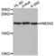 High Mobility Group Nucleosomal Binding Domain 2 antibody, abx001843, Abbexa, Western Blot image 