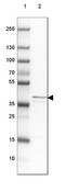 Mitochondrial Ribosomal Protein S5 antibody, NBP2-47367, Novus Biologicals, Western Blot image 