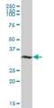 Vestigial Like Family Member 1 antibody, H00051442-B02P, Novus Biologicals, Western Blot image 