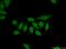 Transducin-like enhancer protein 3 antibody, 22094-1-AP, Proteintech Group, Immunofluorescence image 