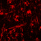 ORMDL Sphingolipid Biosynthesis Regulator 1 antibody, 6313, ProSci, Immunofluorescence image 