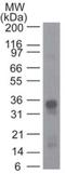 Prostaglandin D2 Receptor 2 antibody, NBP2-19013, Novus Biologicals, Western Blot image 