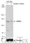 Lysine-specific demethylase 6A antibody, GTX121246, GeneTex, Western Blot image 