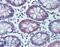 EWS RNA Binding Protein 1 antibody, 46-926, ProSci, Immunofluorescence image 
