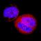 Forkhead Box O3 antibody, MAB6165, R&D Systems, Immunofluorescence image 