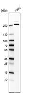 Minichromosome Maintenance Complex Component 3 Associated Protein antibody, PA5-54440, Invitrogen Antibodies, Western Blot image 