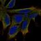 Limb And CNS Expressed 1 antibody, PA5-63571, Invitrogen Antibodies, Immunofluorescence image 