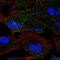 Mannosidase Beta antibody, HPA053478, Atlas Antibodies, Immunofluorescence image 