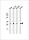 COP9 Signalosome Subunit 7B antibody, 61-356, ProSci, Western Blot image 