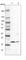 Armadillo Repeat Containing 7 antibody, HPA024229, Atlas Antibodies, Western Blot image 