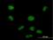 PHD Finger Protein 19 antibody, H00026147-B01P, Novus Biologicals, Immunofluorescence image 