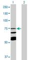 Calpain 10 antibody, H00011132-D01P, Novus Biologicals, Western Blot image 