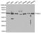 TNF Receptor Associated Factor 2 antibody, A0962, ABclonal Technology, Western Blot image 