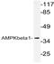 Protein Kinase AMP-Activated Non-Catalytic Subunit Beta 1 antibody, AP20964PU-N, Origene, Western Blot image 