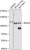 EPH Receptor A3 antibody, 23-567, ProSci, Western Blot image 