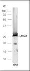 DNA Damage Regulated Autophagy Modulator 1 antibody, orb183254, Biorbyt, Western Blot image 