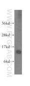 Small nuclear ribonucleoprotein Sm D1 antibody, 10352-1-AP, Proteintech Group, Western Blot image 