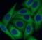 2AR antibody, FNab06033, FineTest, Immunofluorescence image 